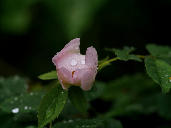 Les Meilleurs Conseils pour l'Entretien de Votre Jardin
